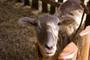 Galería Green Village School