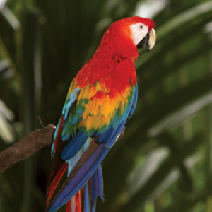 Logo de Aviario Xaman Ha