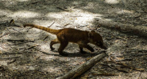 Galería Parque Urbano Kabah