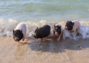 foto de Piggy Beach...Una Playa con Cerditos y no es en las Bahamas