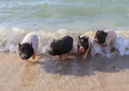 imagen de Piggy Beach…Una Playa con Cerditos y no es en las Bahamas